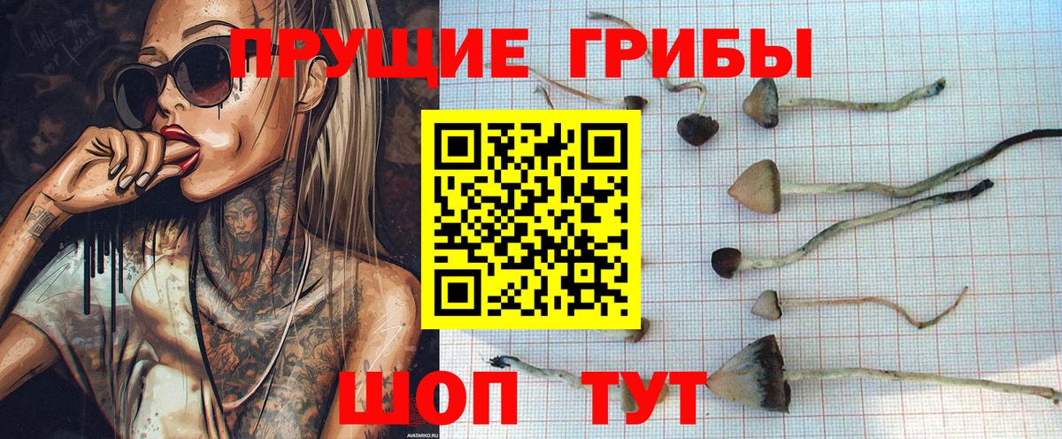 купить наркотик  Старая Купавна  Псилоцибиновые грибы Psilocybe 