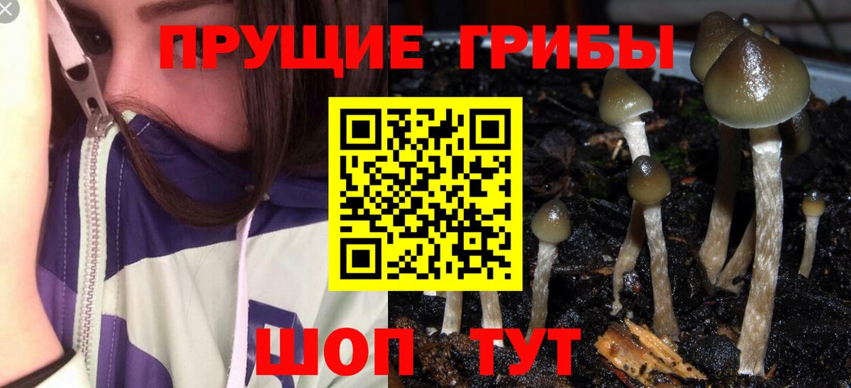 Старая Купавна  Псилоцибиновые грибы MAGIC MUSHROOMS  Вход с VPN  Псилоцибиновые грибы прущие грибы 